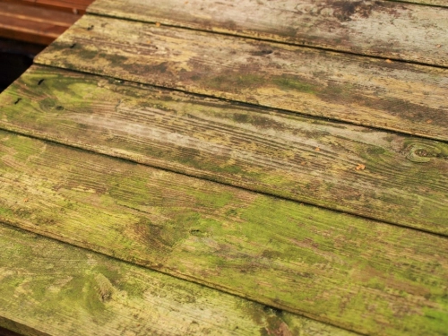Jak pozbyć się zielonego nalotu z powierzchni drewnianych?